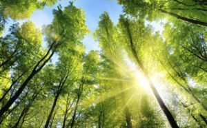 Environmental Law Defense; Federal and State, California Criminal Attorney Allen Sawyer